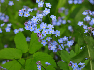 beautiful blue flowers of forget-me-nots bloom in the spring