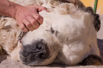  Saint Bernard dog sleeping and owner's hand playing.