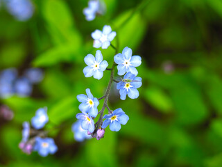 beautiful blue flowers of forget-me-nots bloom in the spring