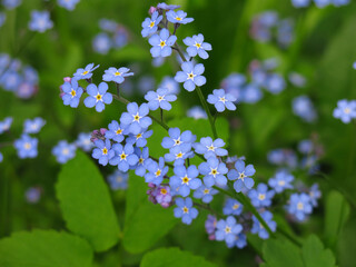 beautiful blue flowers of forget-me-nots bloom in the spring