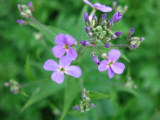 purple wild small flowers in spring