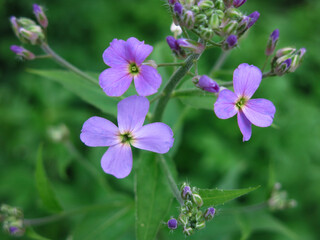 purple wild small flowers in spring