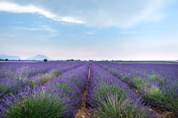 Obraz premium Lavender fields in Valensole, Provence, France