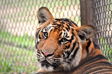 Orange tiger thailand