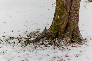 Red squirrel under tree, on white snow in park, snowfall, blizzard, winter season