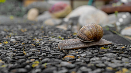 Die Weinbergschnecke auf dem Heimweg