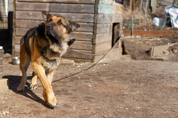 A large dog on a chain barks guarding the territory.