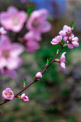 cherry blossom in spring