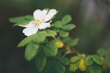 Rosehip flower blooming in the garden