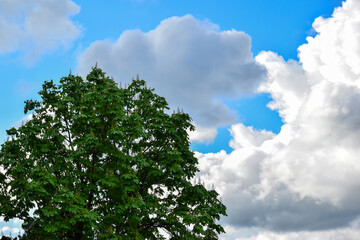 Blooming chestnut against a blue sky with clouds
