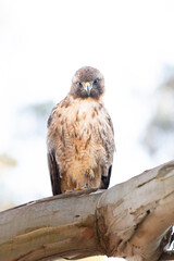 A Red-tailed Hawk resting one footed on a eucalyptus branch in Golden Gate Park.  Bright background.