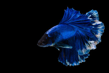 Betta fish, Siamese fighting fish on black background