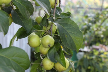green apples on a tree
