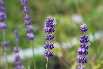 lavender flowers in the garden
