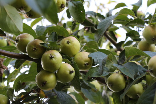 Green apples on the tree. Immature green apples on apple tree branches