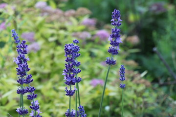 Lavender. Blooming purple lavender flowers and green grass. Violet flowers in summertime