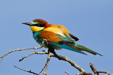 Abejaruco europeo ( Merops apiaster), posado en la rama sobre fondo azul.