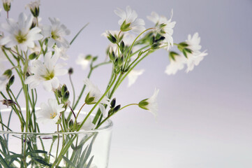 Wildflowers in a glass cup with water. Close-up. Summer