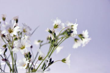 Wildflowers in a glass cup with water. Close-up. Summer