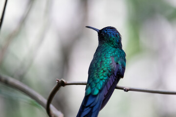 hummingbird on a branch