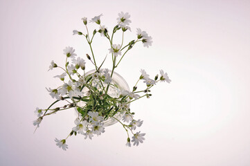 Wildflowers in a glass cup with water. Close-up. Summer. Flatlay. Isolated on a white background