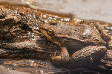 Frog on a Floating Log