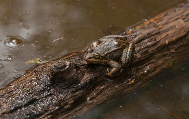 Naklejka na ściany i meble Northern Leopard Frog basking on a floating Log