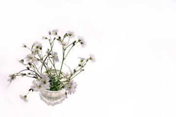 Wildflowers in a glass cup with water. Close-up. Summer. Flatlay. Isolated on a white background