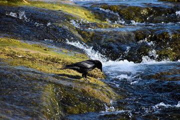 Rabe erholt sich etwas am Rheinfall in der Schweiz