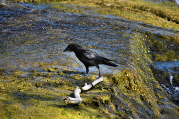 Rabe erholt sich etwas am Rheinfall in der Schweiz