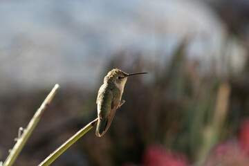 Female hummingbird rests in Tucson garden