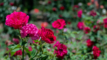 Fototapeta na wymiar The beautiful red rose works in the garden.
