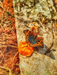 butterfly on the rock