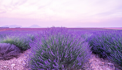 Panorama field lavender morning summer blur background. Spring lavender background. Flower background. Fhallow depth of field. Valensole lavender fields, Provence, France.