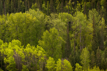 Green Tree Tops in the Valley