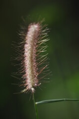 caterpillar plant in botanical garden 