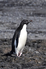 Adelie penguin at Brown Bluff, Antarctica