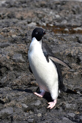 Fototapeta premium Adelie penguin at Brown Bluff, Antarctica