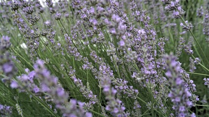 Lavender blooms in Georgia. Background.