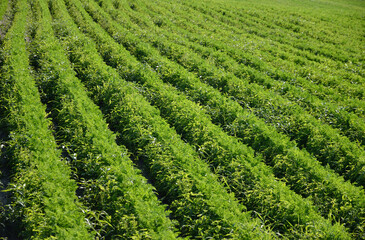 Fototapeta na wymiar Green lines in a field