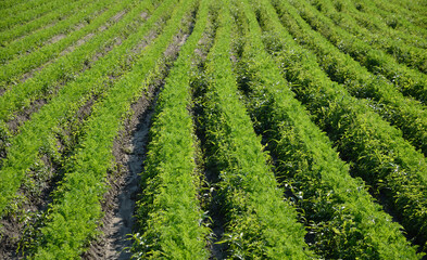 Fototapeta na wymiar Green lines in a field