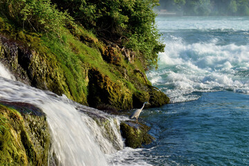 Reiher steht am Wasser und versucht sich einen Fisch zu fangen Rheinfall Schweiz 20.5.2020
