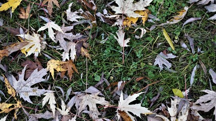 Autumn leaves. Maple leaves on the grass.