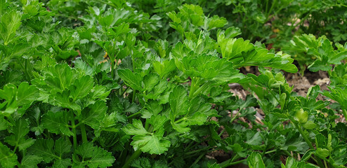 Fototapeta na wymiar Parsley or petroselinum crispum growing in the ground. Green apium graveolens leaves.