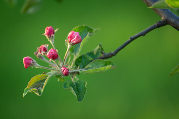 Obraz na płótnie Canvas Apple tree blossom