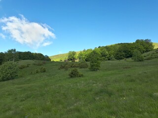 Fototapeta premium landscape with trees and blue sky