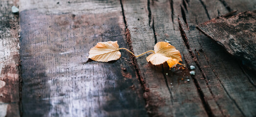 Old wood background with autumn leaves. Natural wood texture fiber and crack.