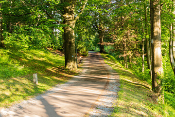 Fototapeta premium Spring forest with sunbeam and smooth light. Empty forest path with no people. Tranquil scene, nature background of a mixed forest.