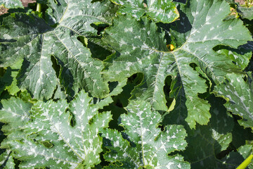 Green zucchini Plant Grow Background. Farm plants, growing