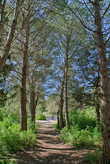 bosque mediterráneo en Tarragona (España)